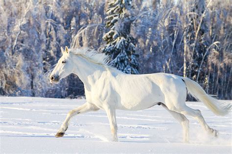 Rüyada evin içinde beyaz at görmek